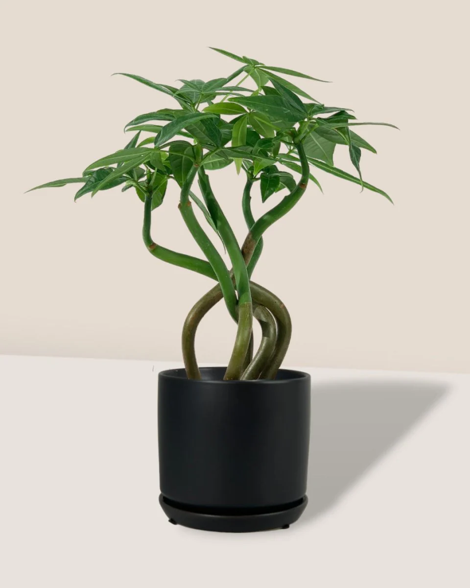 Money Tree Wavy - Image 16