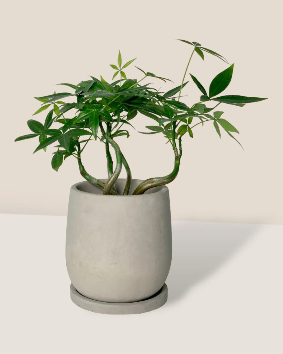Money Tree Wavy - Image 17