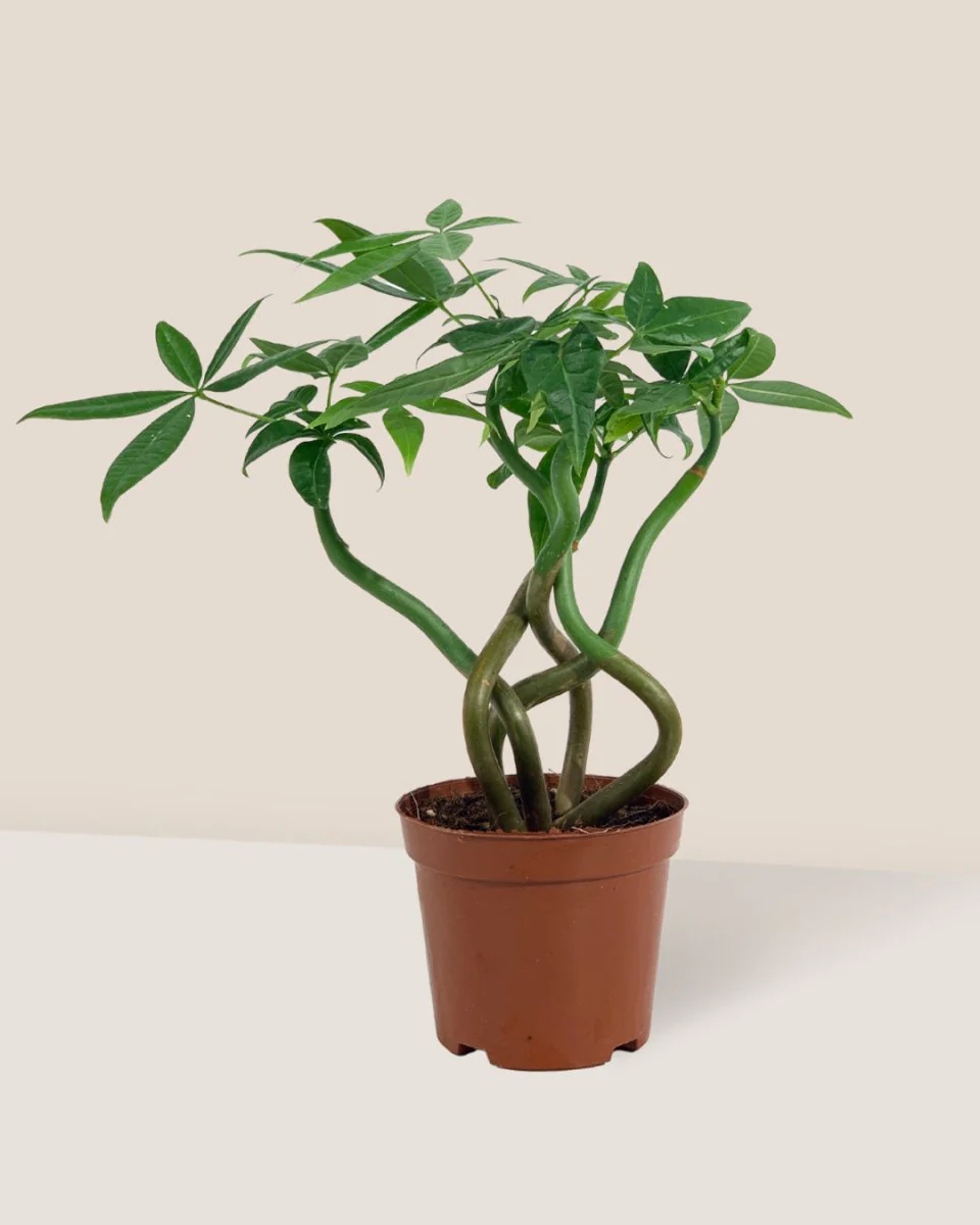 Money Tree Wavy - Image 18