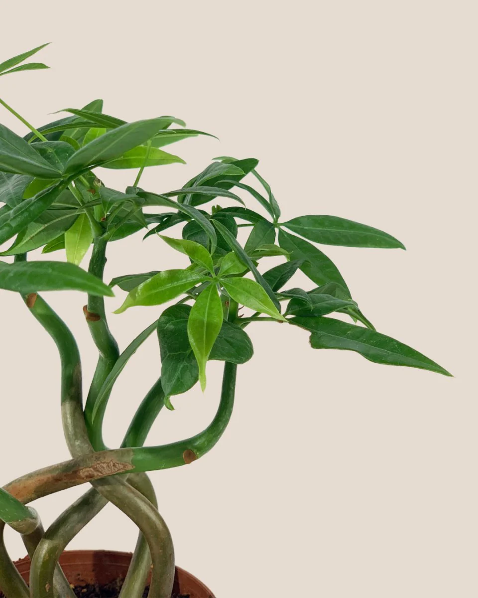 Money Tree Wavy - Image 19