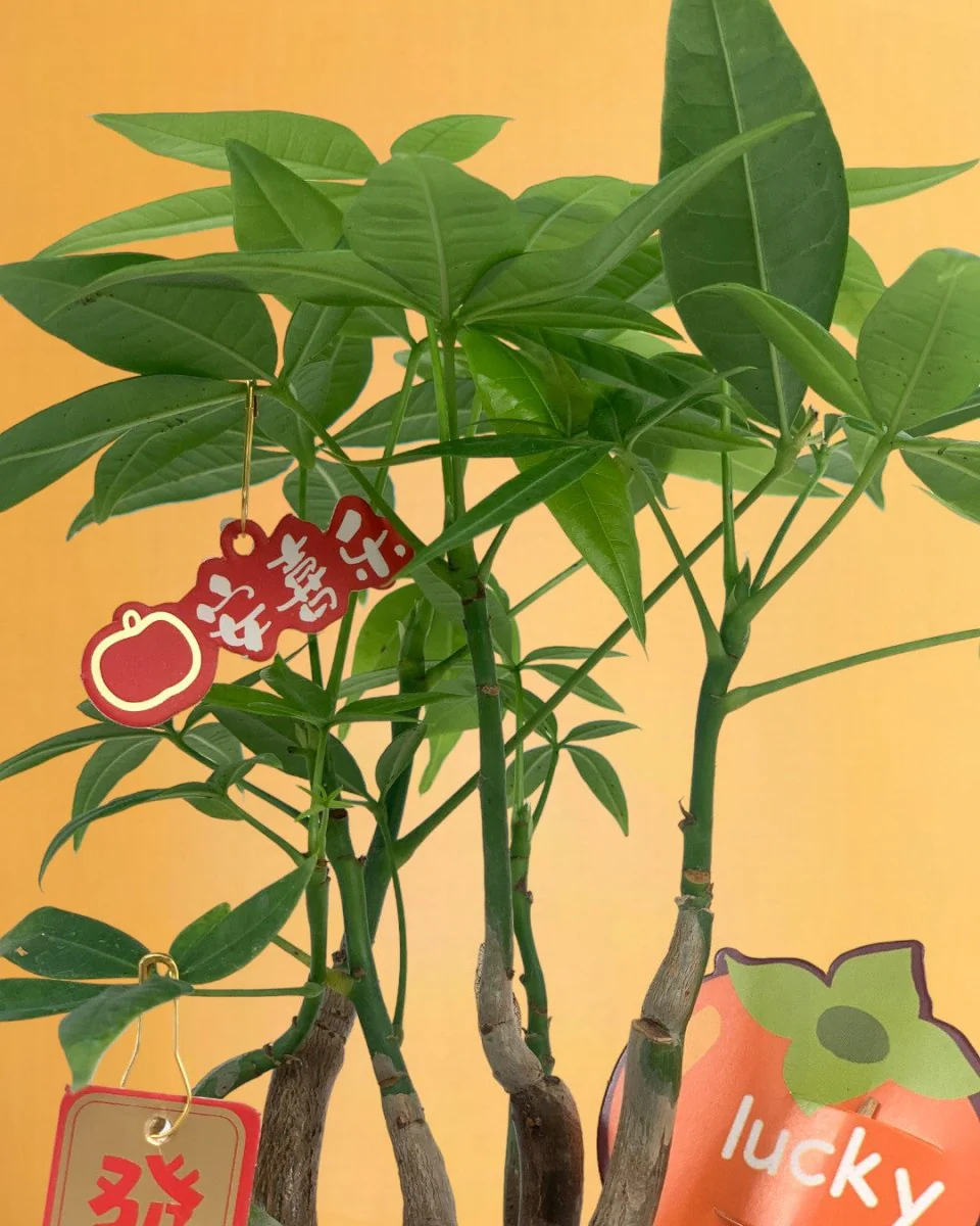 Money Tree Wavy - Image 21