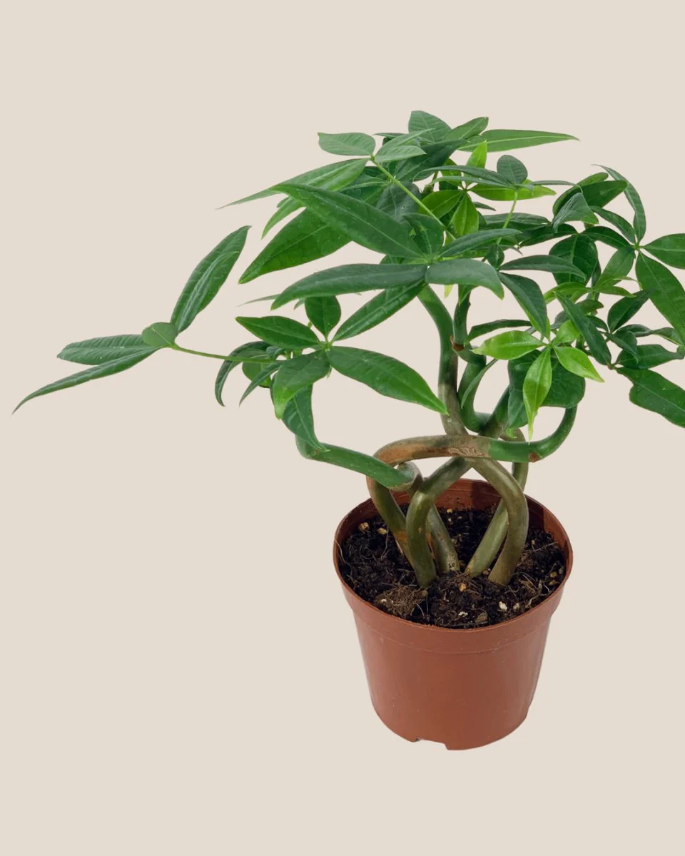 Money Tree Wavy - Image 22