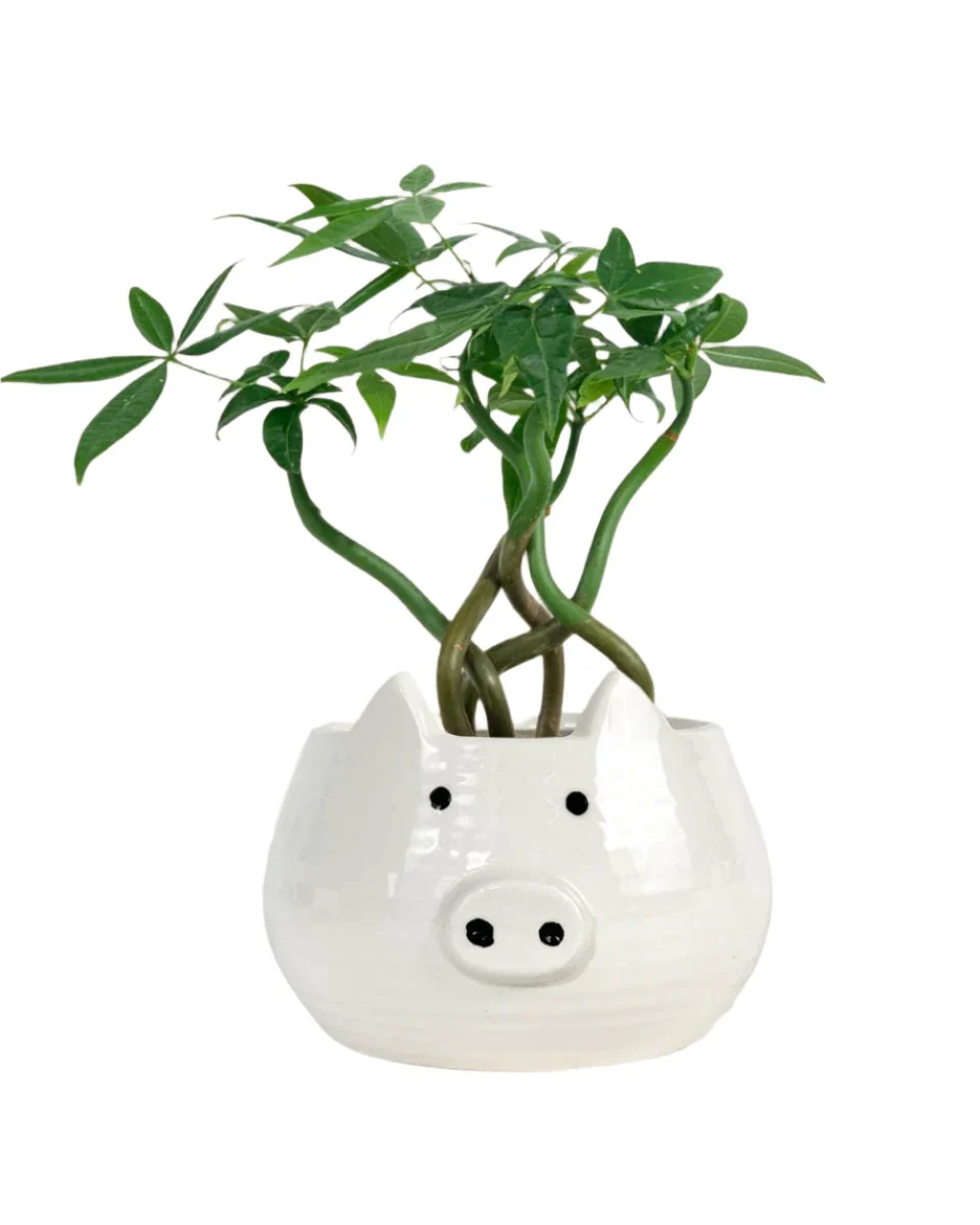 Money Tree Wavy - Image 23