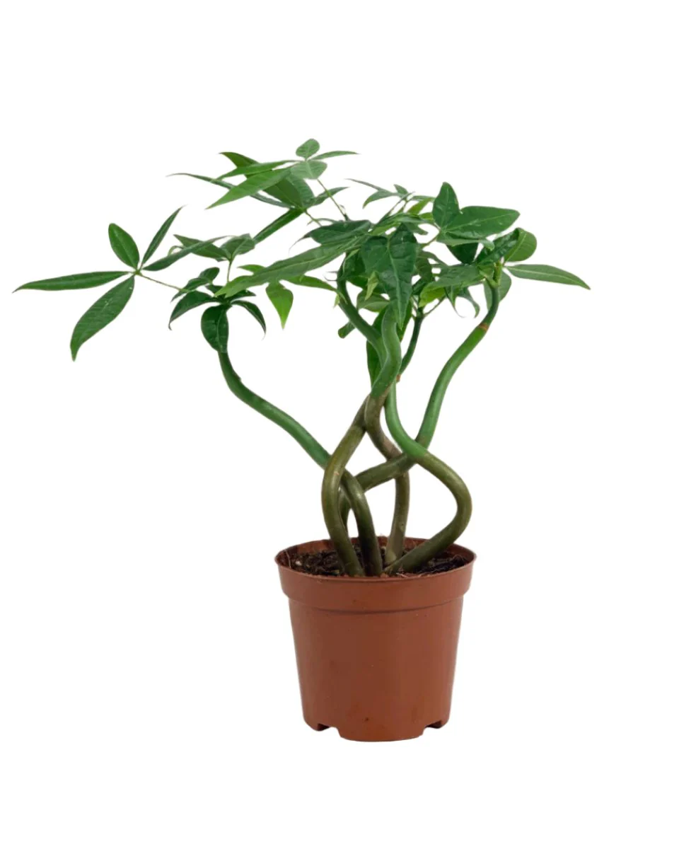Money Tree Wavy - Image 24