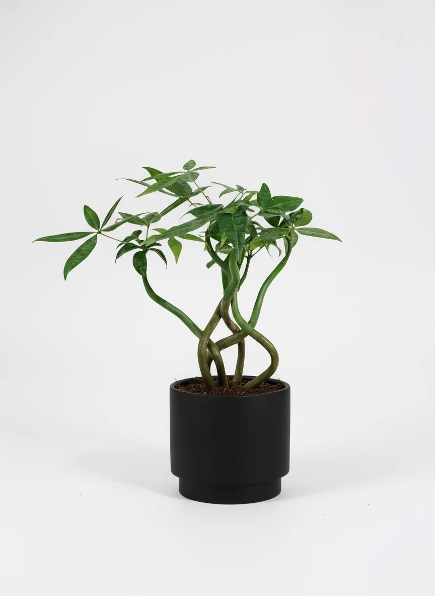 Money Tree Wavy - Image 8