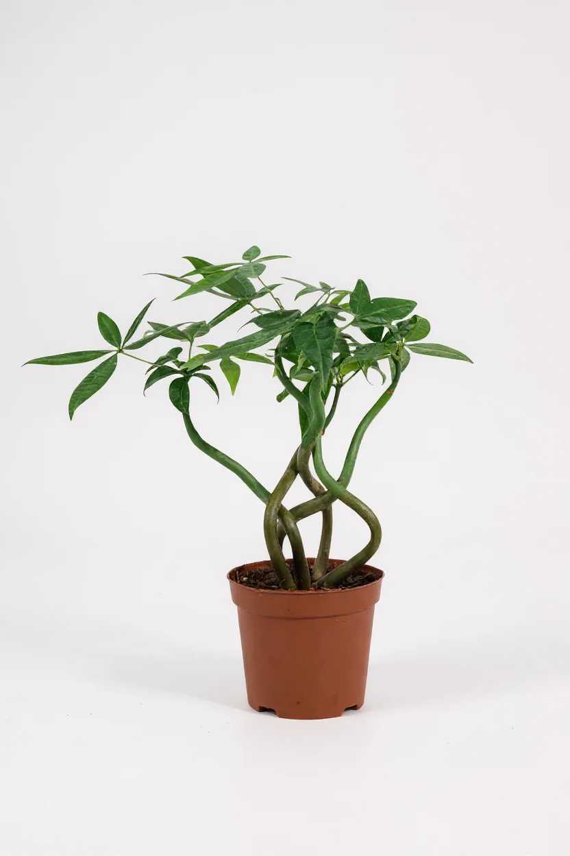 Money Tree Wavy - Image 9