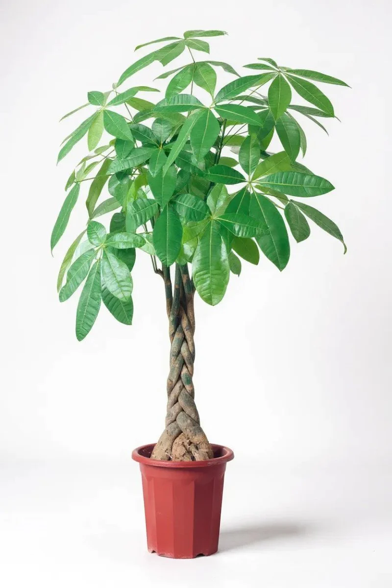 Money Tree - XL/XXL - Image 5