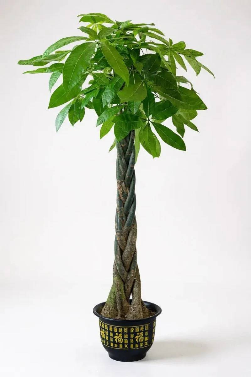 Money Tree - XL/XXL - Image 6