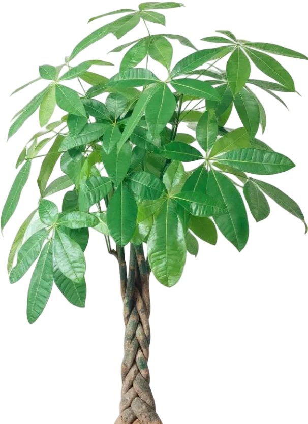 Money Tree - XL/XXL - Image 7