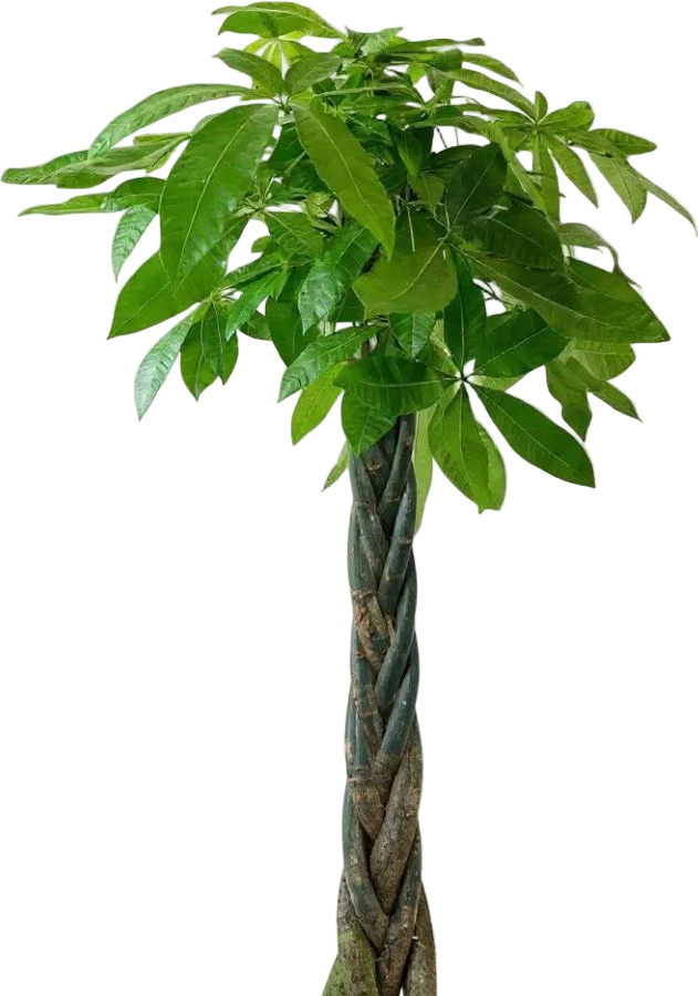 Money Tree - XL/XXL - Image 8