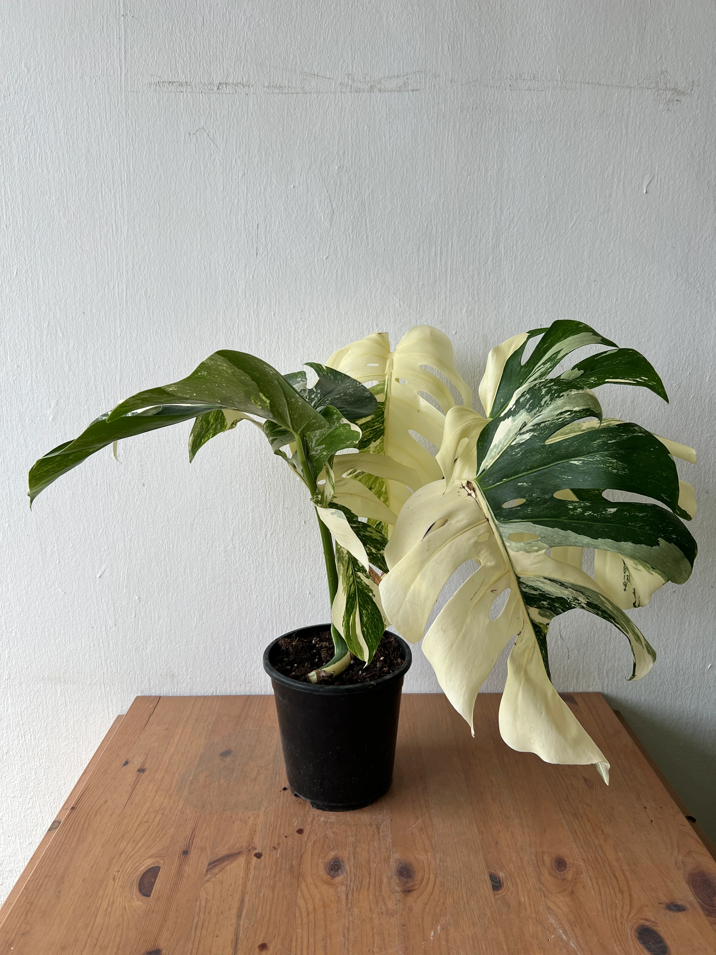 Monstera Albo Variegata — Established Plant (Limited Batch) - Image 10