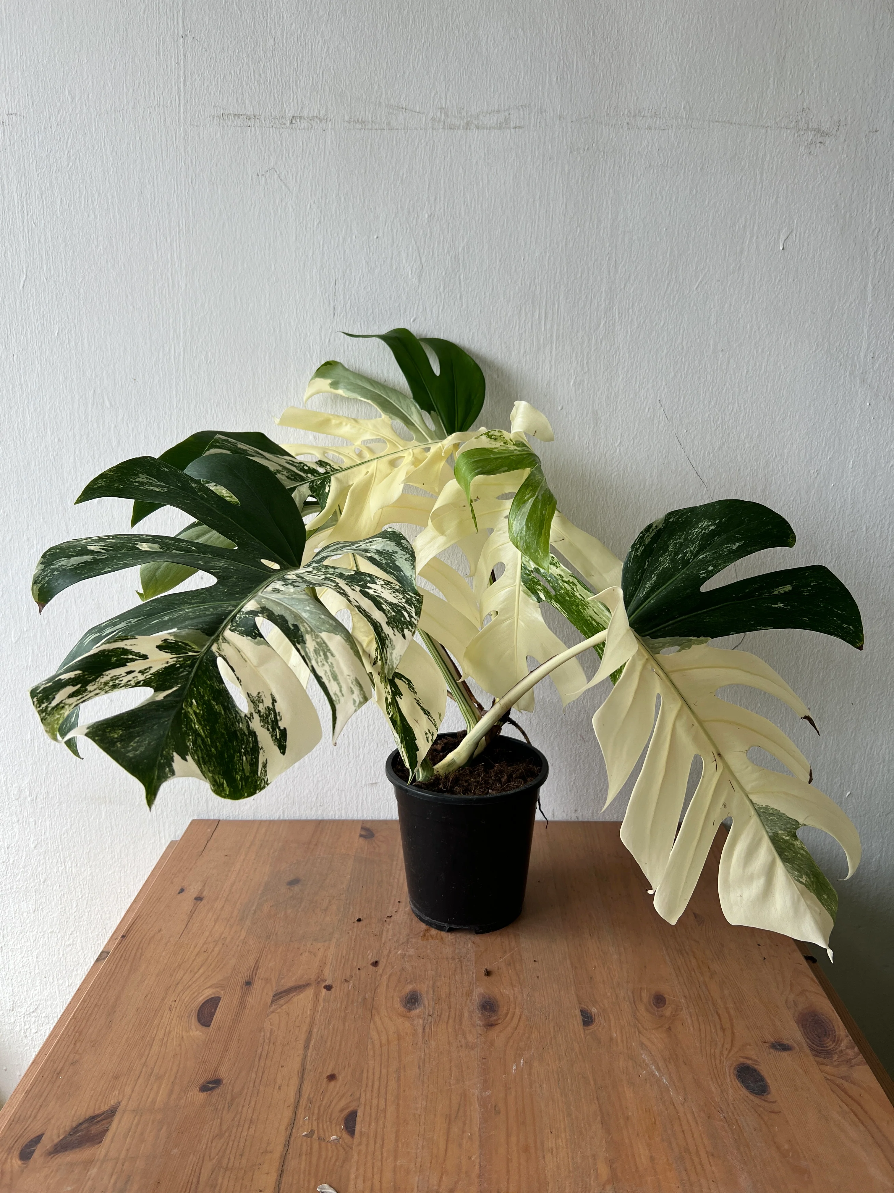 Monstera Albo Variegata — Established Plant (Limited Batch) - Image 11