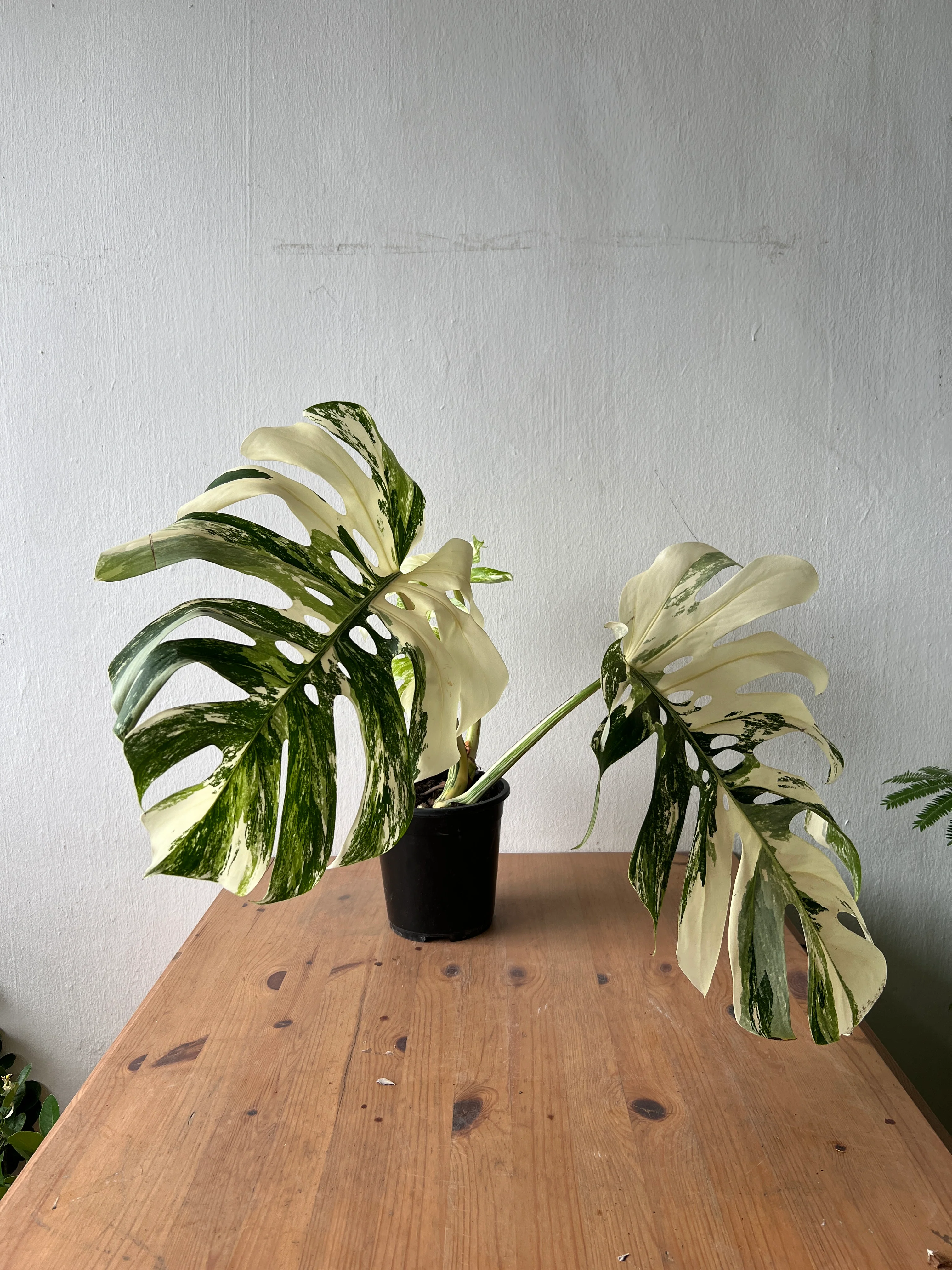 Monstera Albo Variegata — Established Plant (Limited Batch) - Image 5