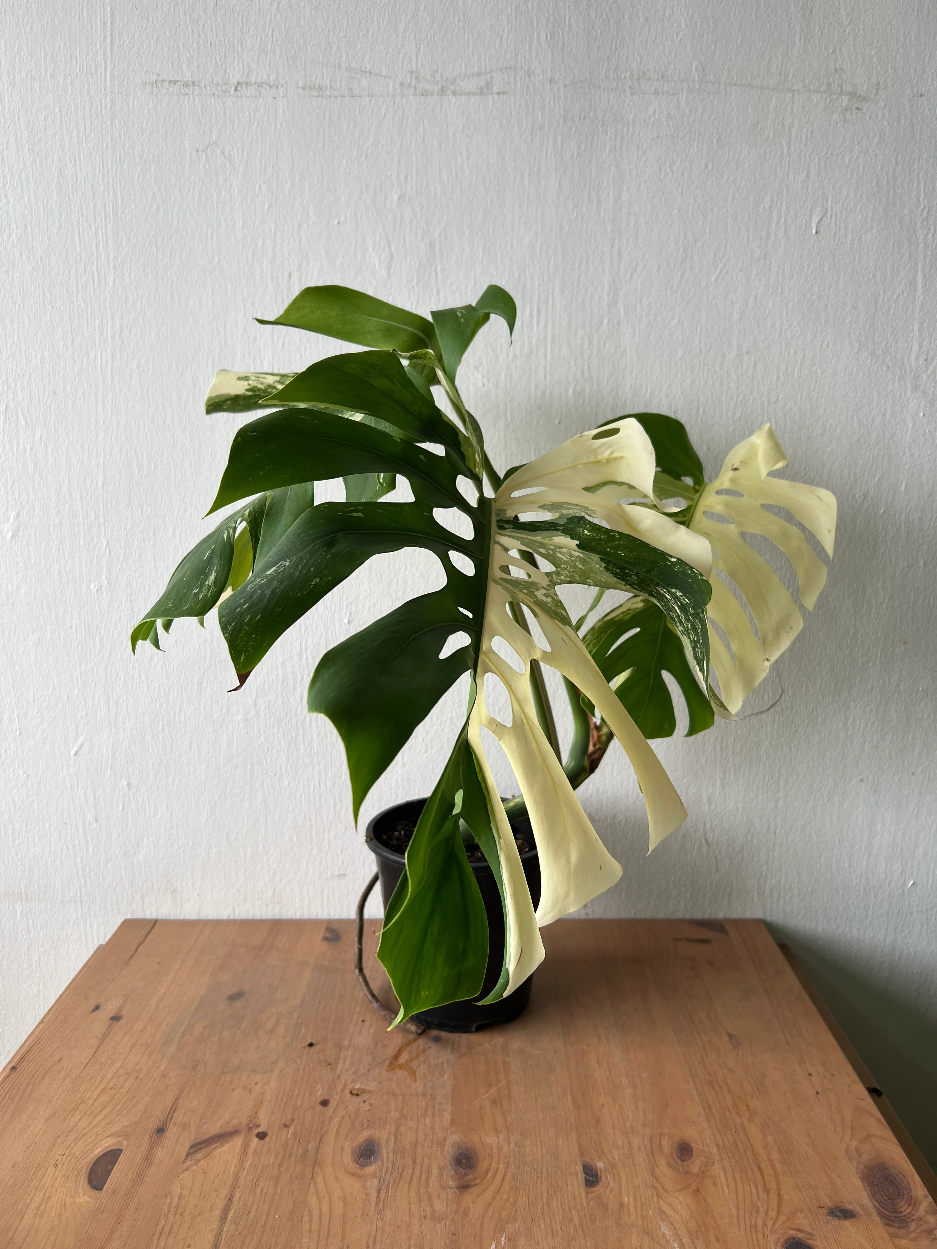 Monstera Albo Variegata — Established Plant (Limited Batch) - Image 8