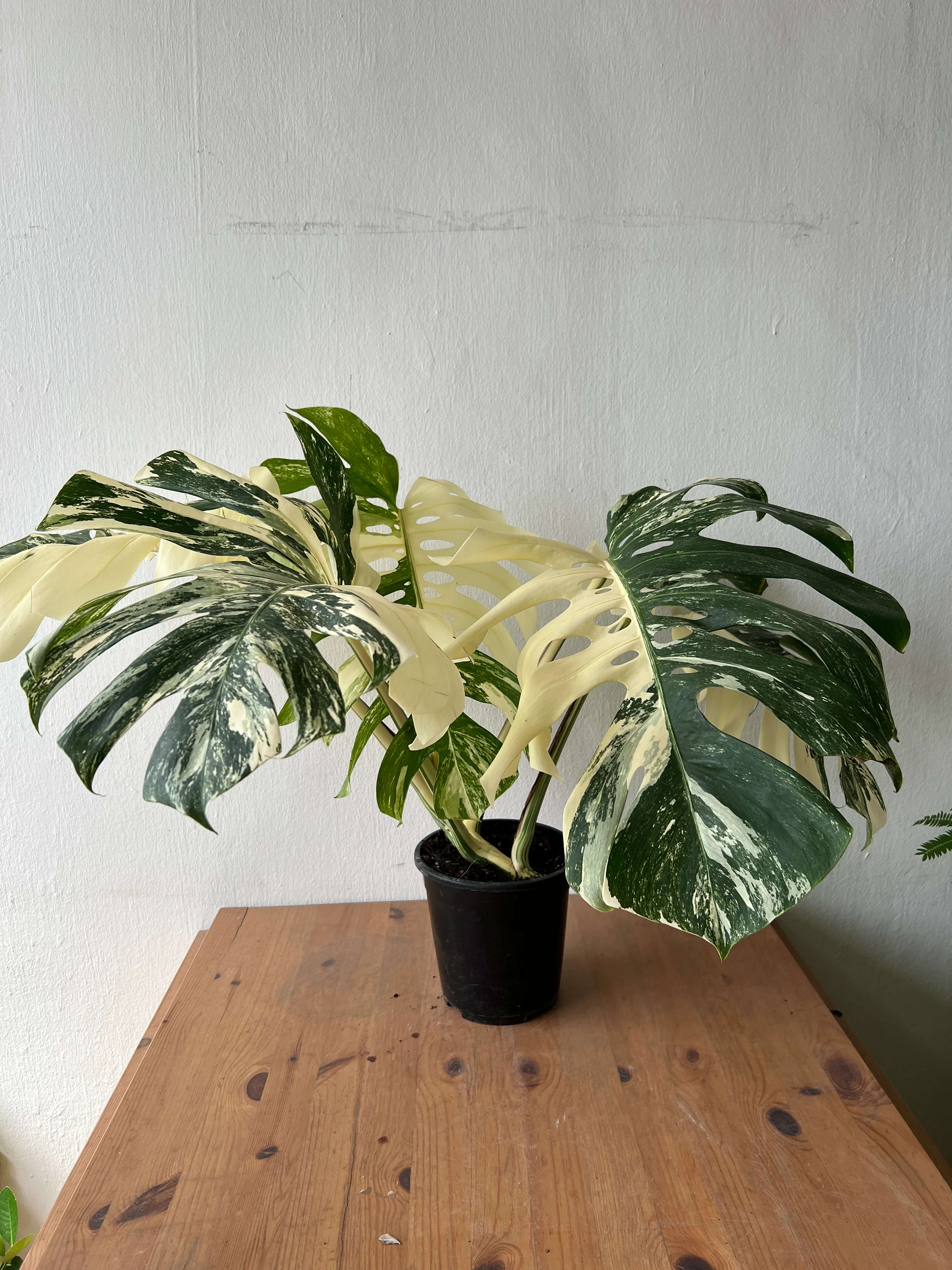 Monstera Albo Variegata — Established Plant (Limited Batch) - Image 9