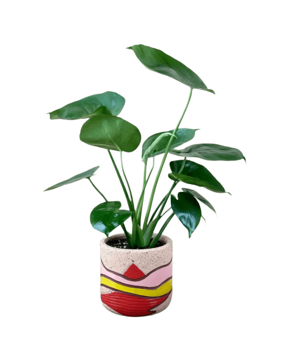 Monstera Deliciosa Baby - Image 6