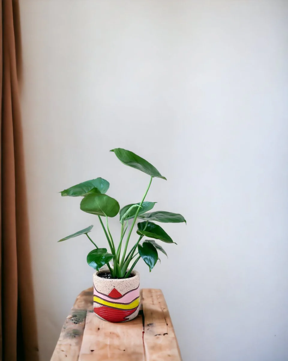 Monstera Deliciosa Baby - Image 7