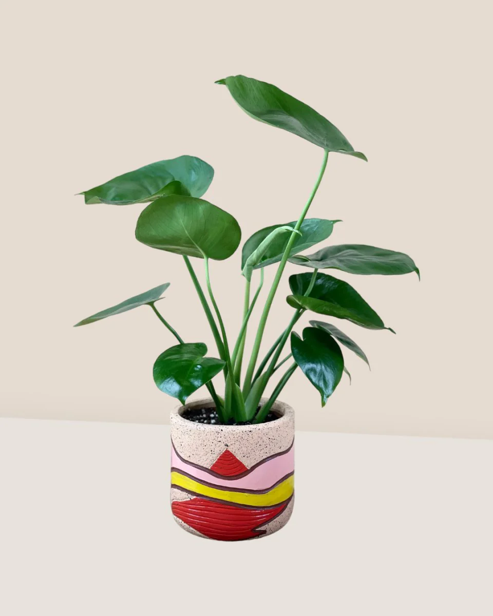 Monstera Deliciosa Baby - Image 8
