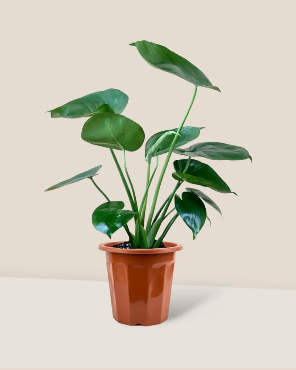 Monstera Deliciosa Baby - Image 9