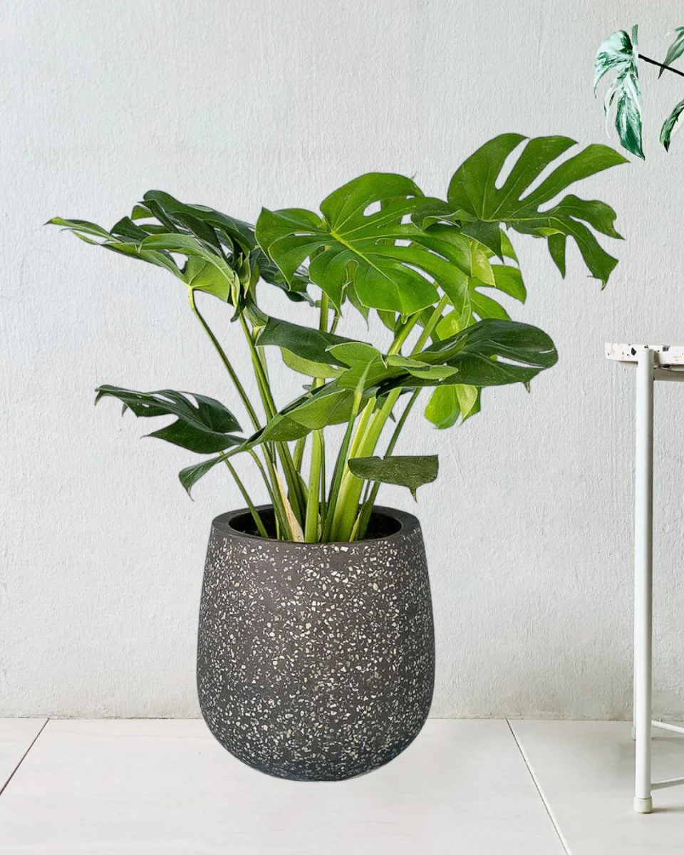 Monstera Deliciosa Standard - Image 10