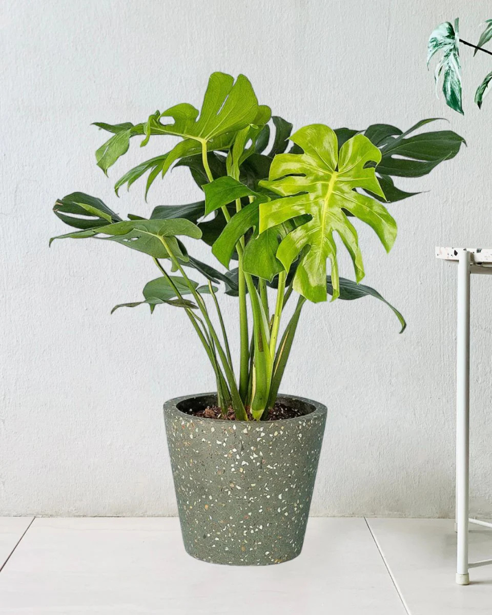 Monstera Deliciosa Standard - Image 11