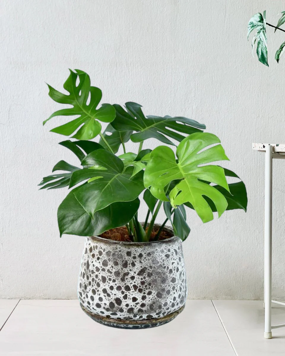 Monstera Deliciosa Standard - Image 12