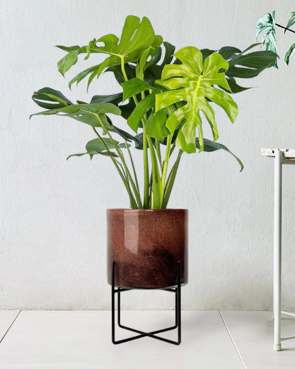 Monstera Deliciosa Standard - Image 13