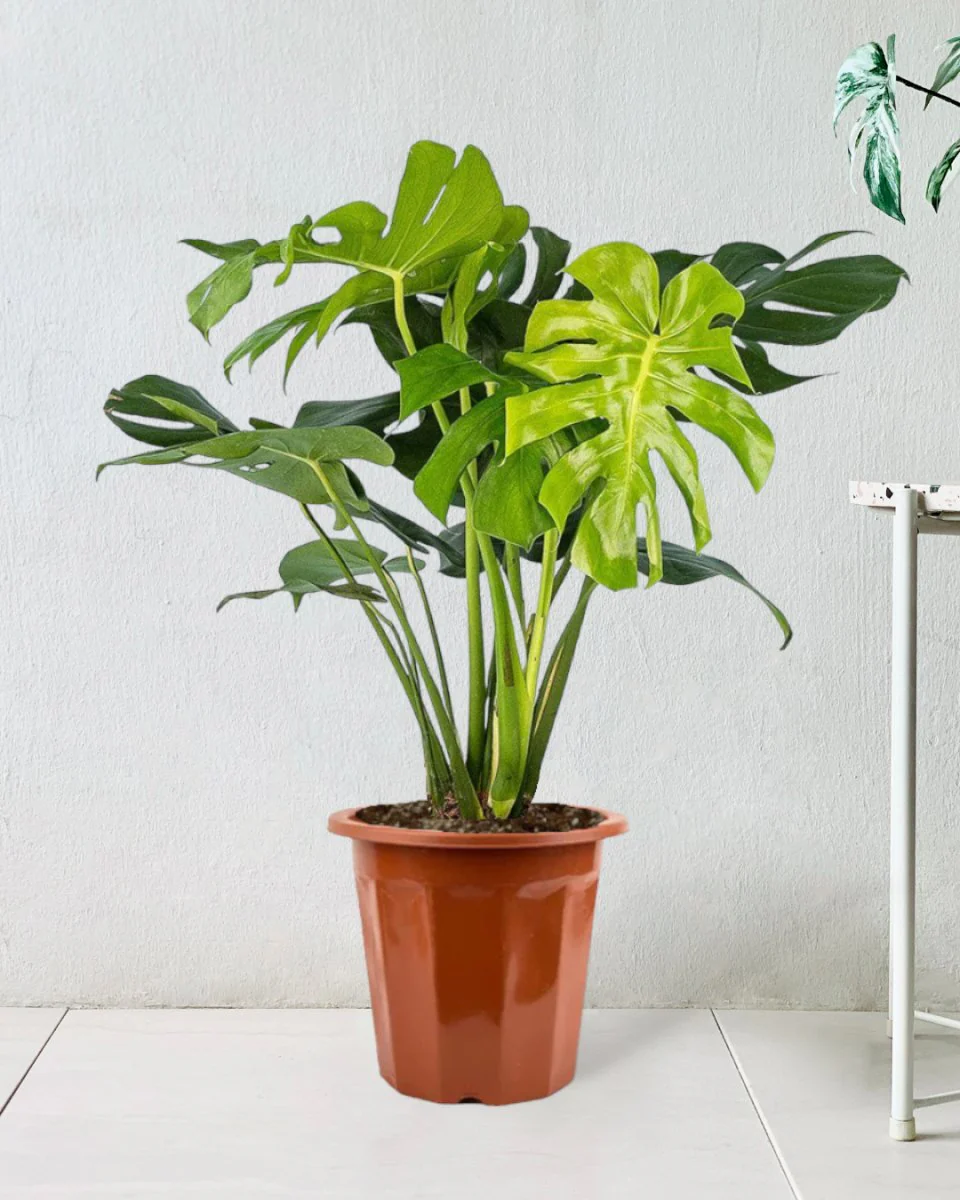 Monstera Deliciosa Standard - Image 14