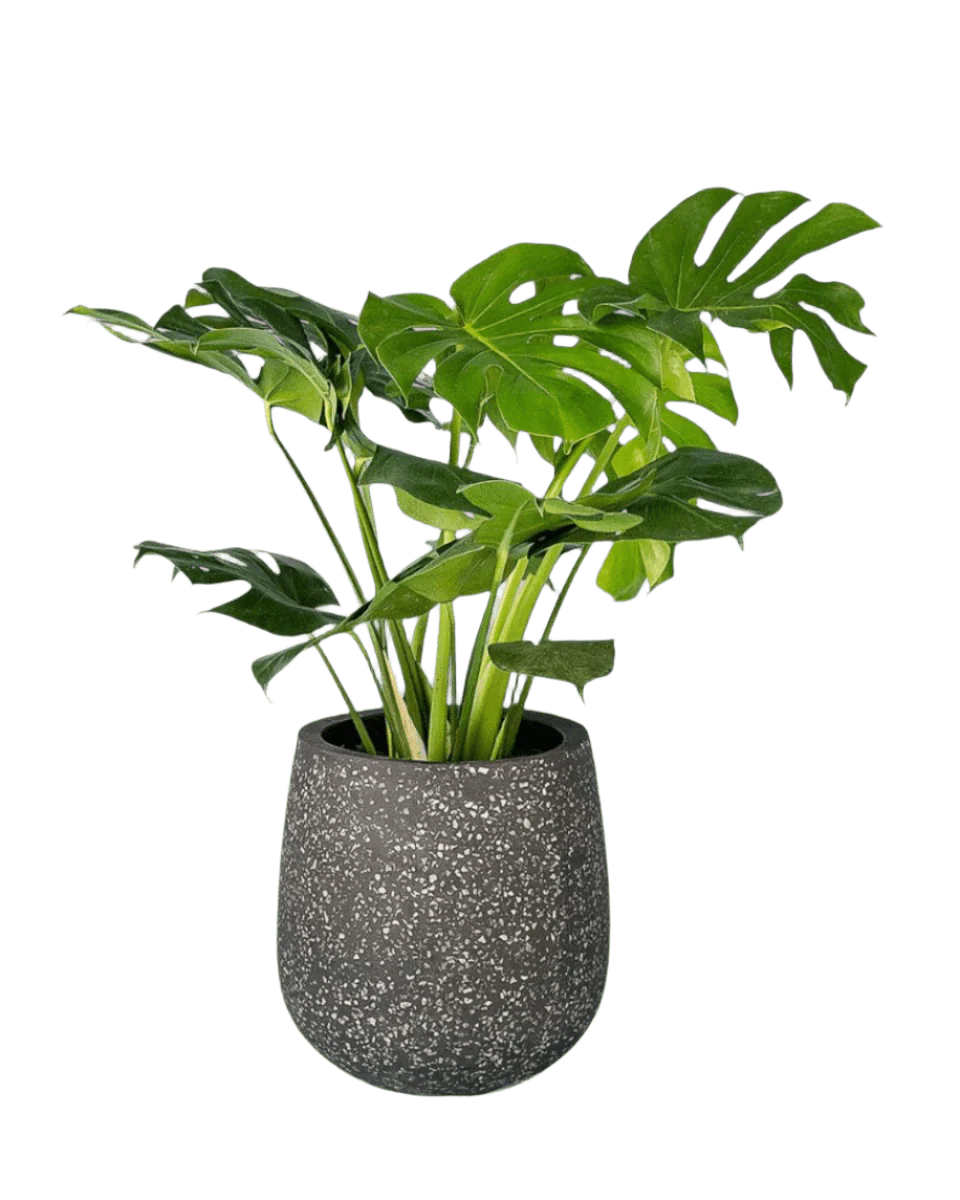 Monstera Deliciosa Standard - Image 15