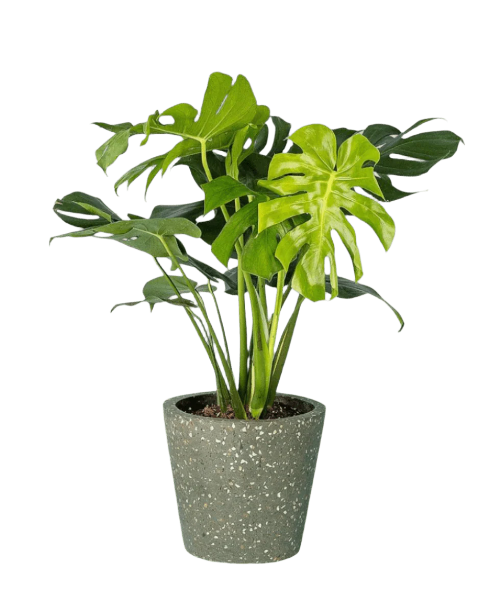 Monstera Deliciosa Standard - Image 16