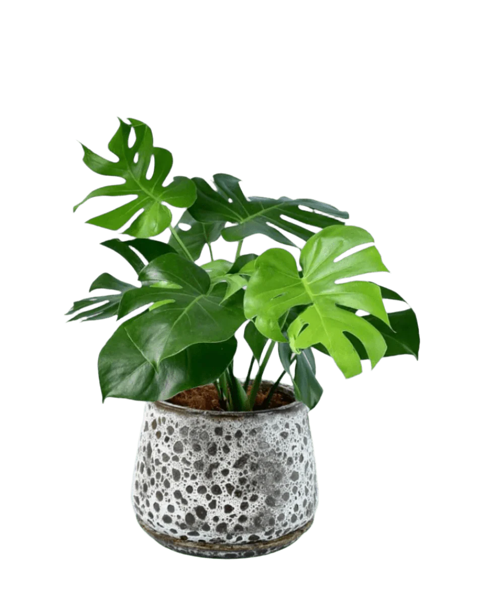 Monstera Deliciosa Standard - Image 17