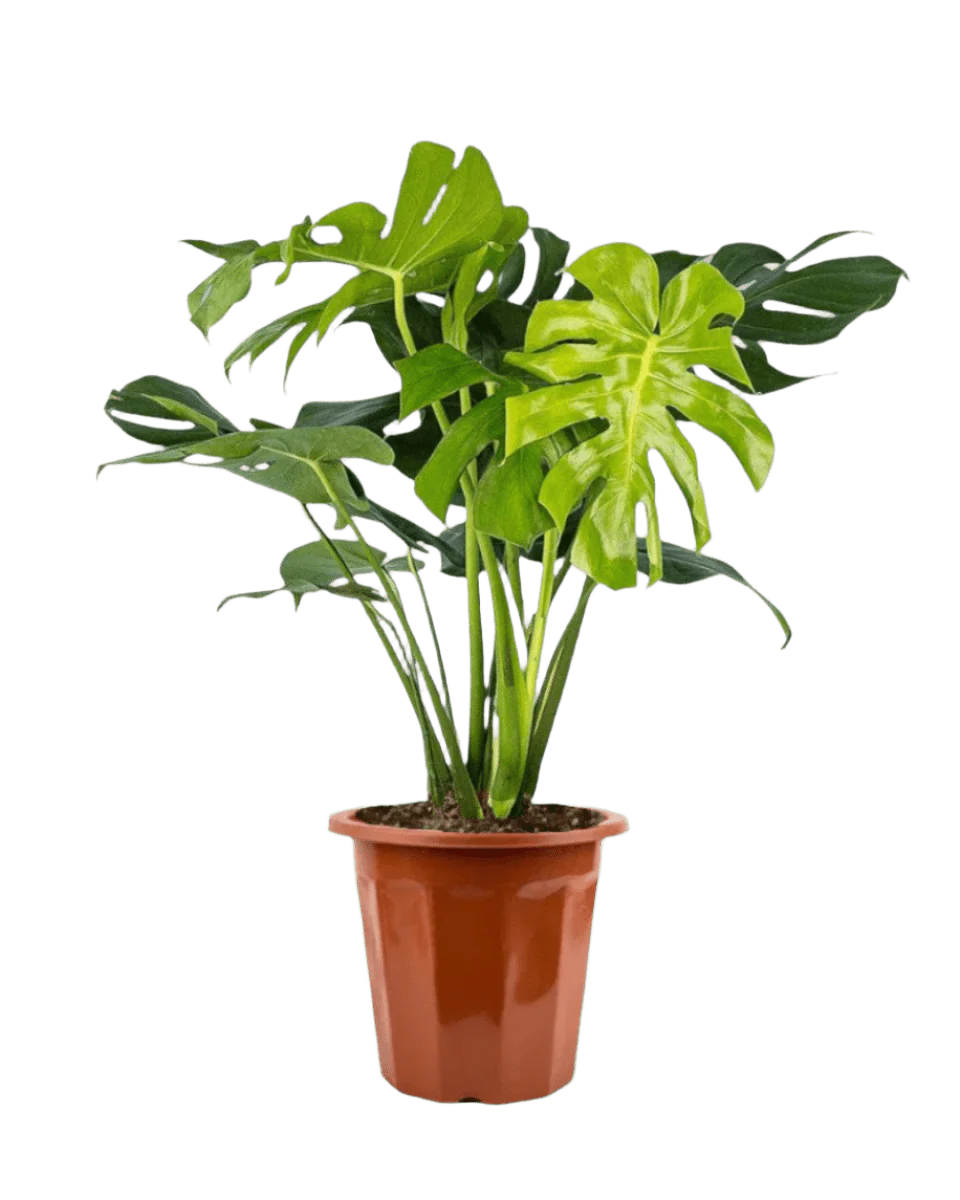 Monstera Deliciosa Standard - Image 18