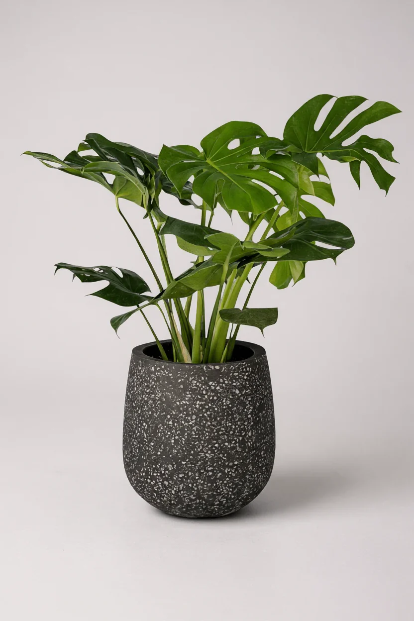 Monstera Deliciosa Standard - Image 4
