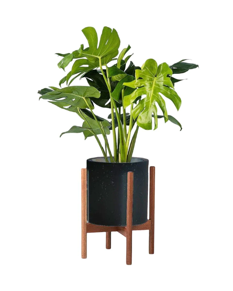 Monstera Deliciosa Standard - Image 7