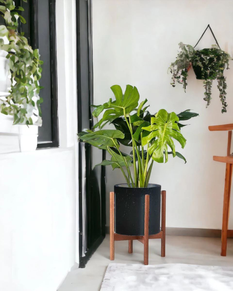 Monstera Deliciosa Standard - Image 8