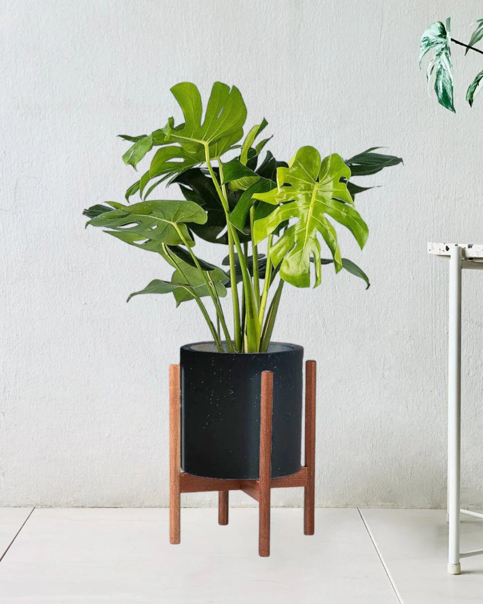 Monstera Deliciosa Standard - Image 9