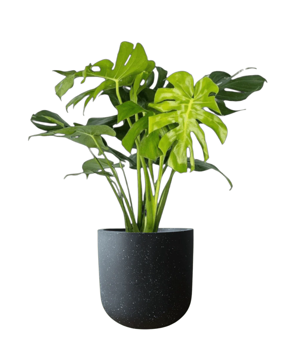 Monstera Deliciosa XL (1m) - Image 10
