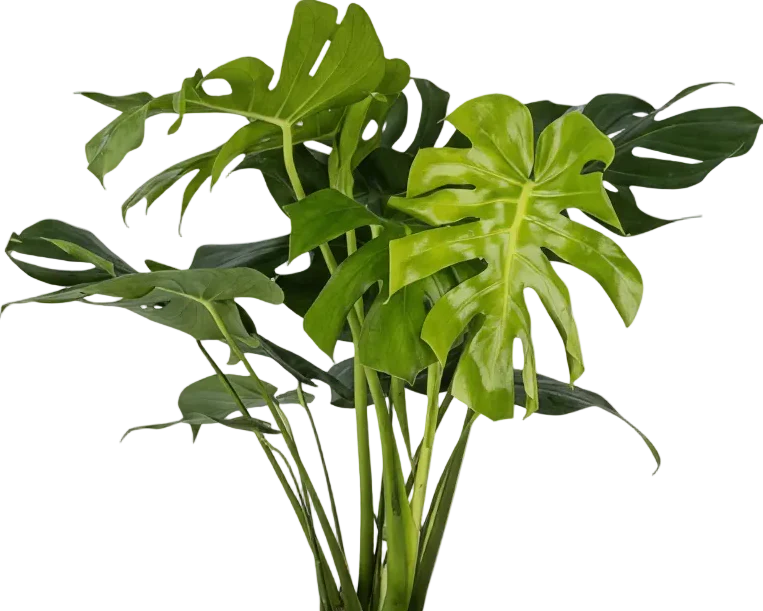 Monstera Deliciosa XL (1m) - Image 11