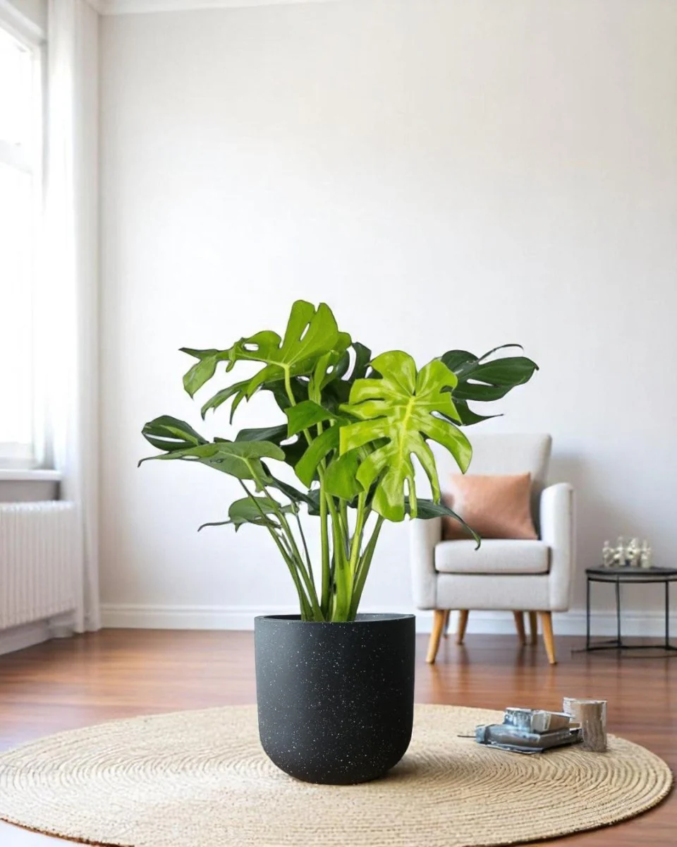 Monstera Deliciosa XL (1m) - Image 6
