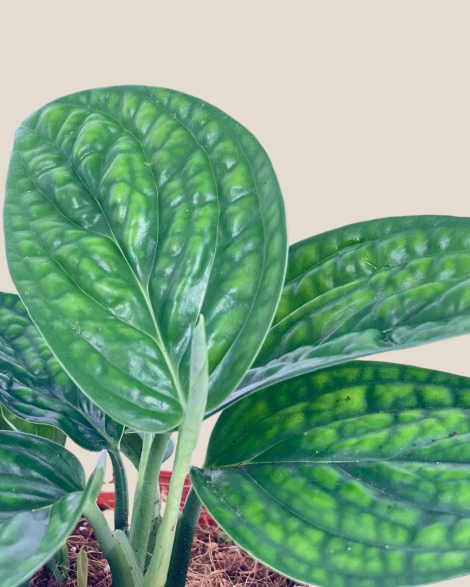 Monstera Peru Plant - Image 10