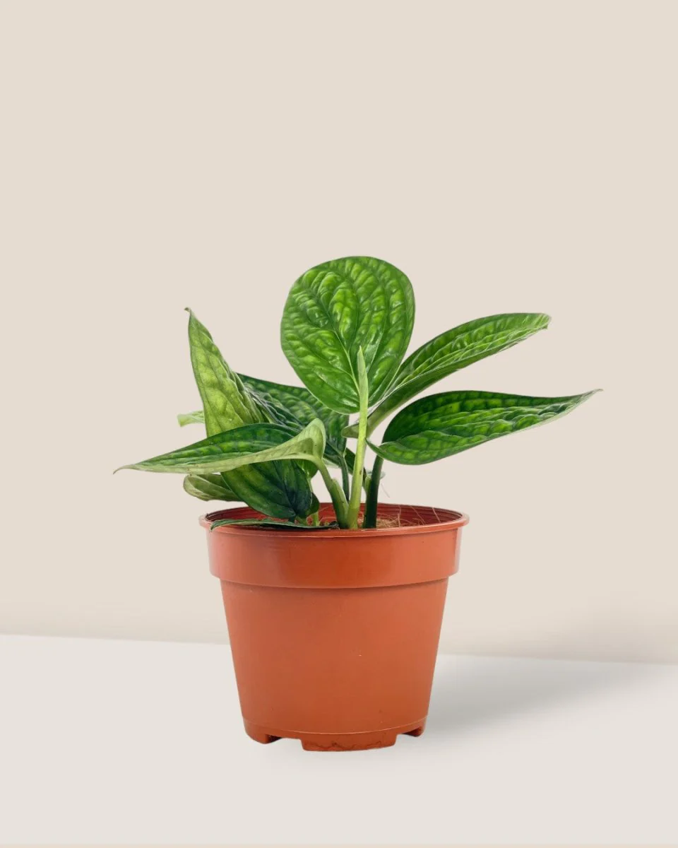 Monstera Peru Plant - Image 12