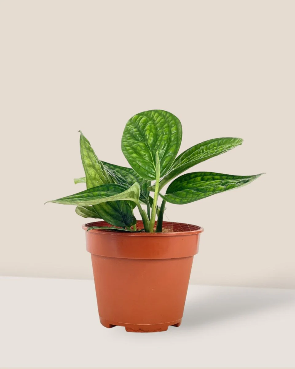 Monstera Peru Plant - Image 13
