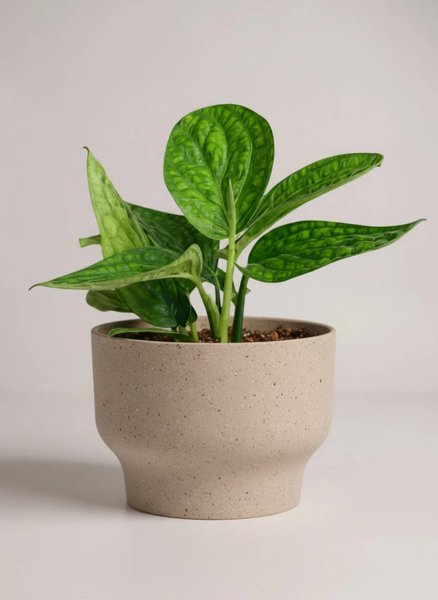 Monstera Peru Plant - Image 7