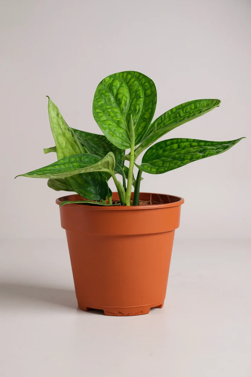 Monstera Peru Plant - Image 8