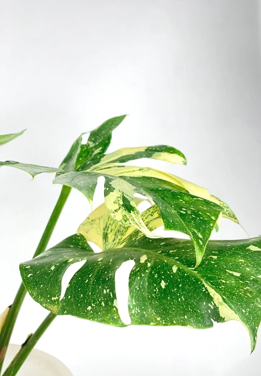 Monstera Thai Constellation - Image 10