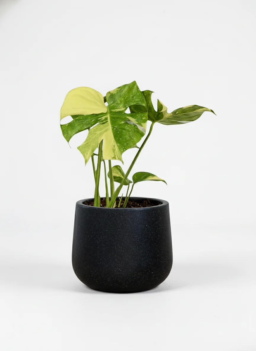 Monstera Thai Constellation - Image 5