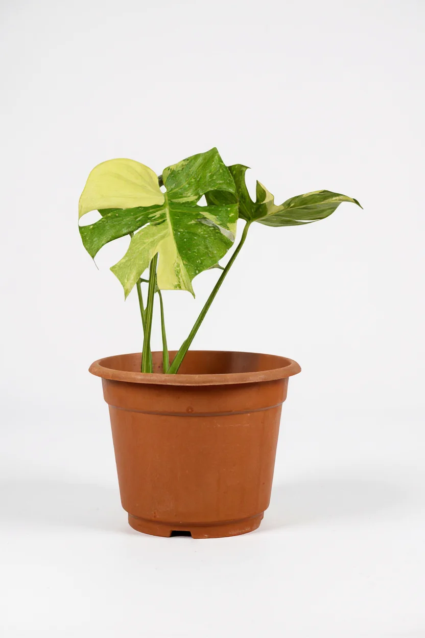 Monstera Thai Constellation - Image 6