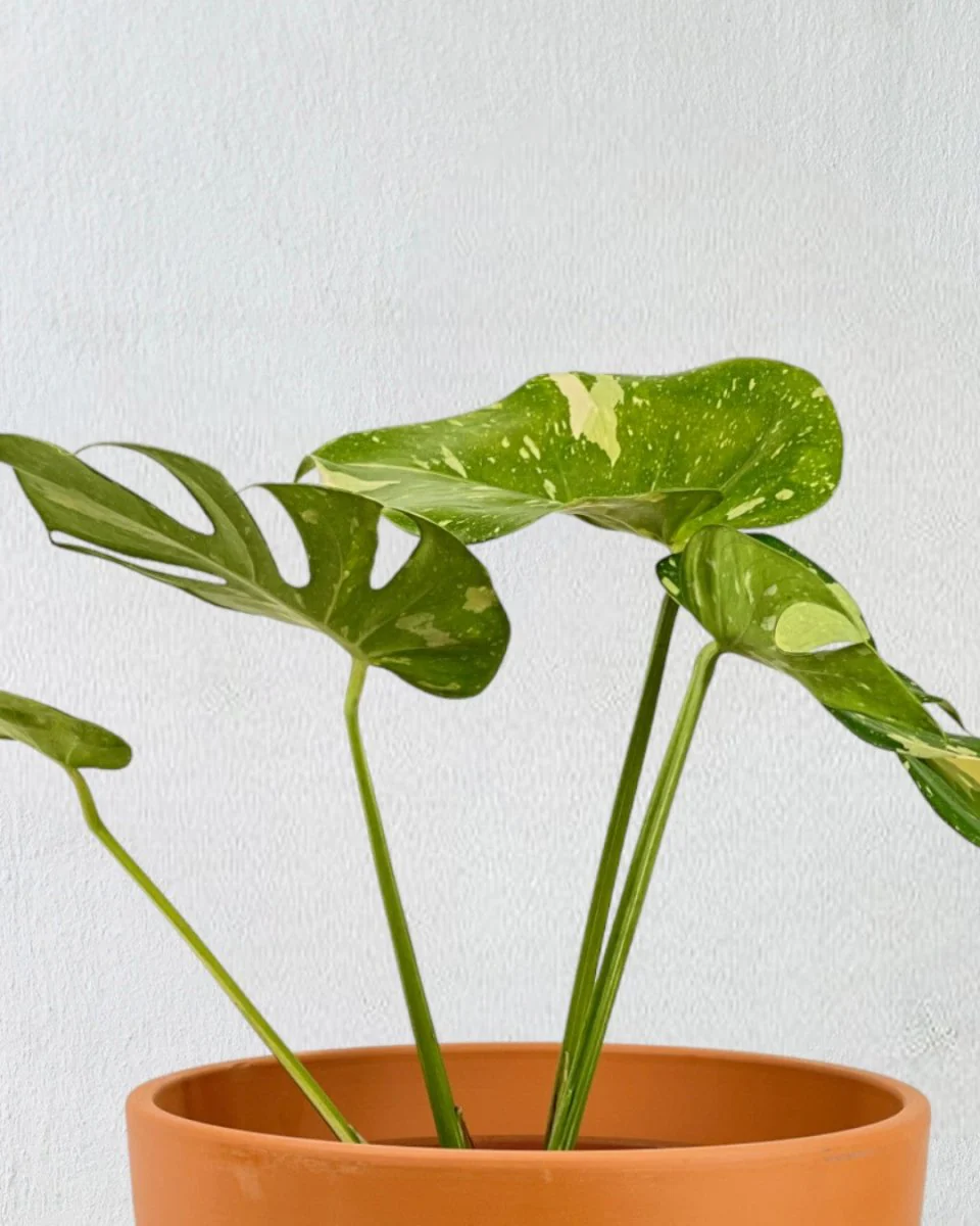 Monstera Thai Constellation - Image 8