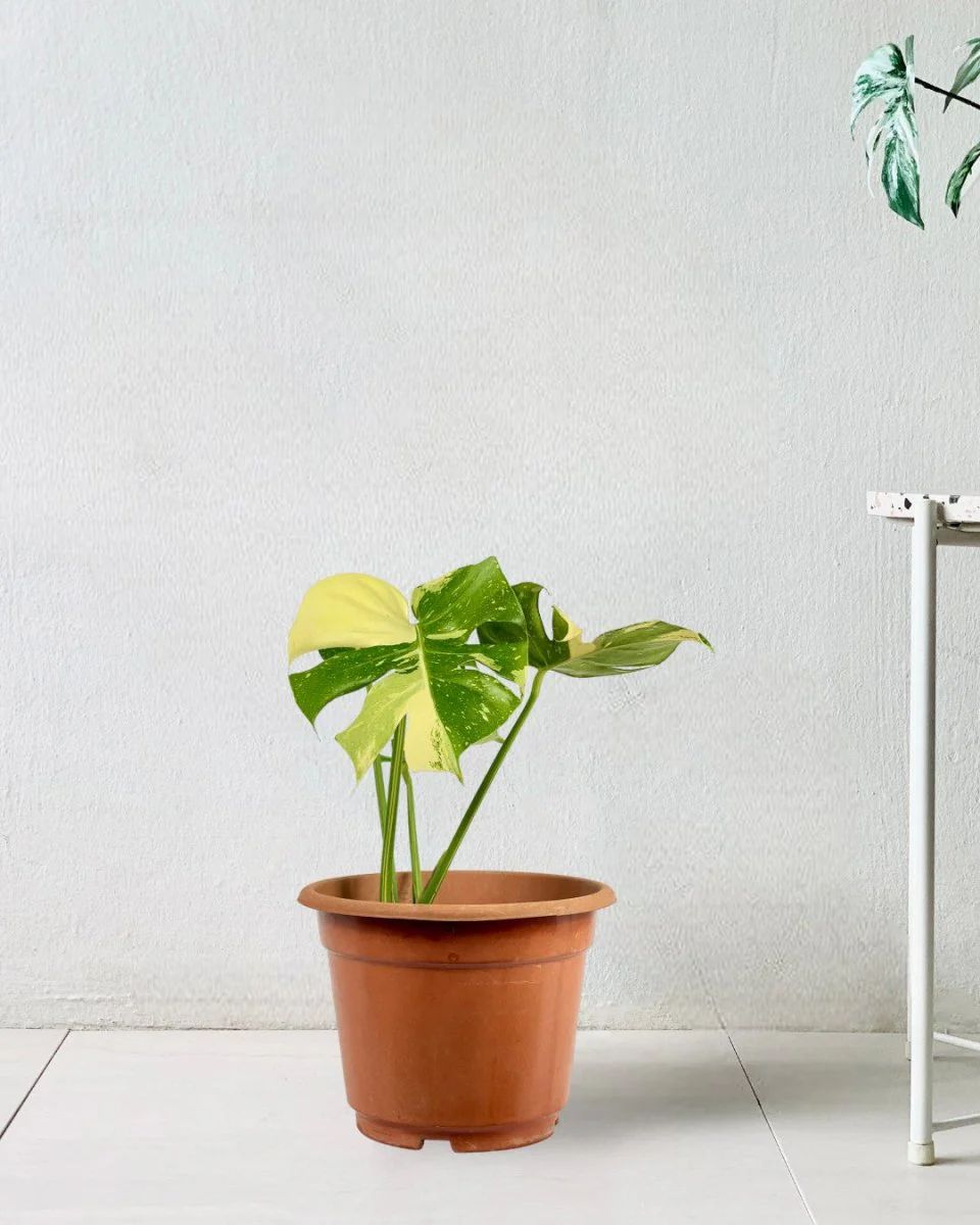 Monstera Thai Constellation - Image 9