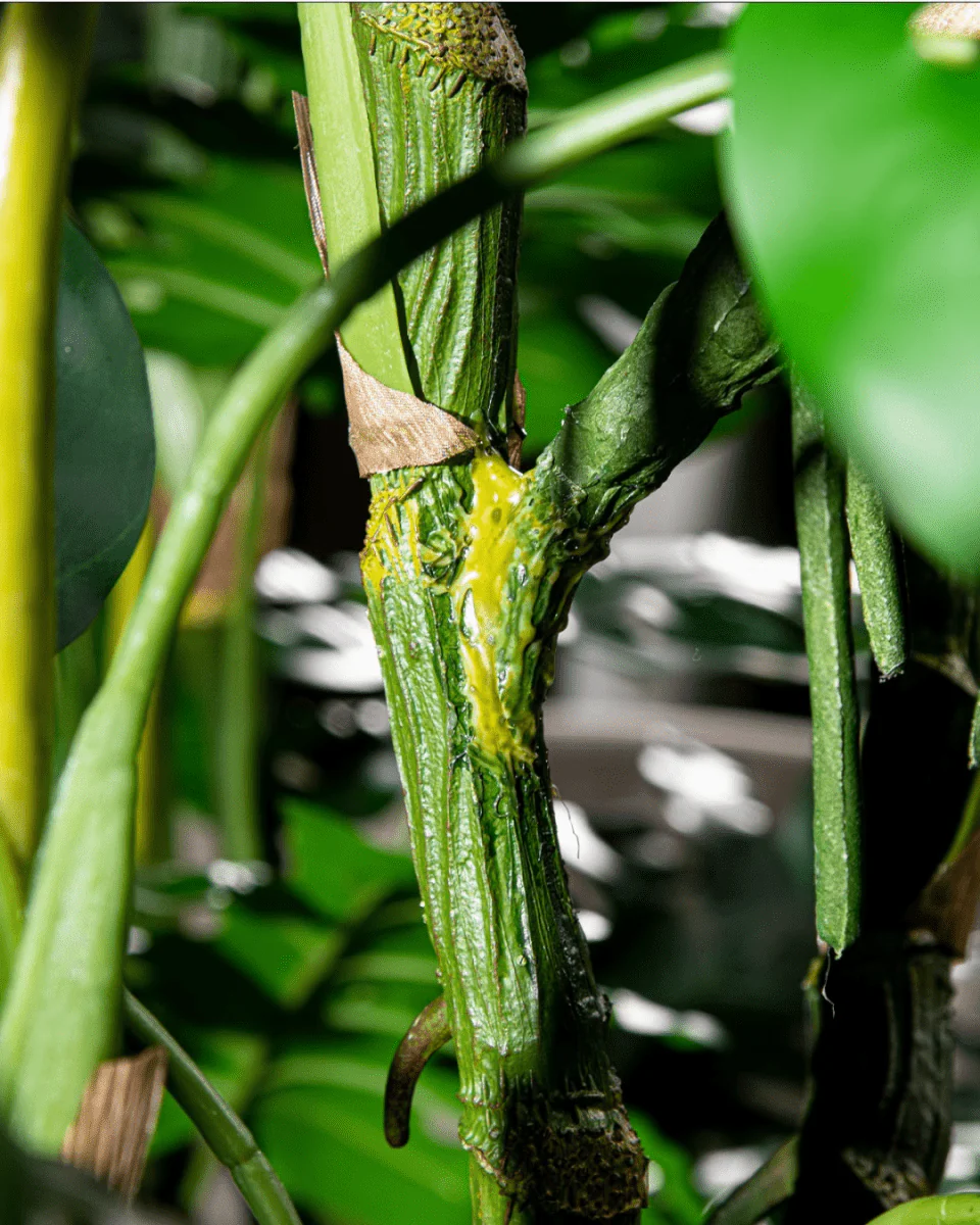 Monstera Tree (Life-life Artificial) - Image 14